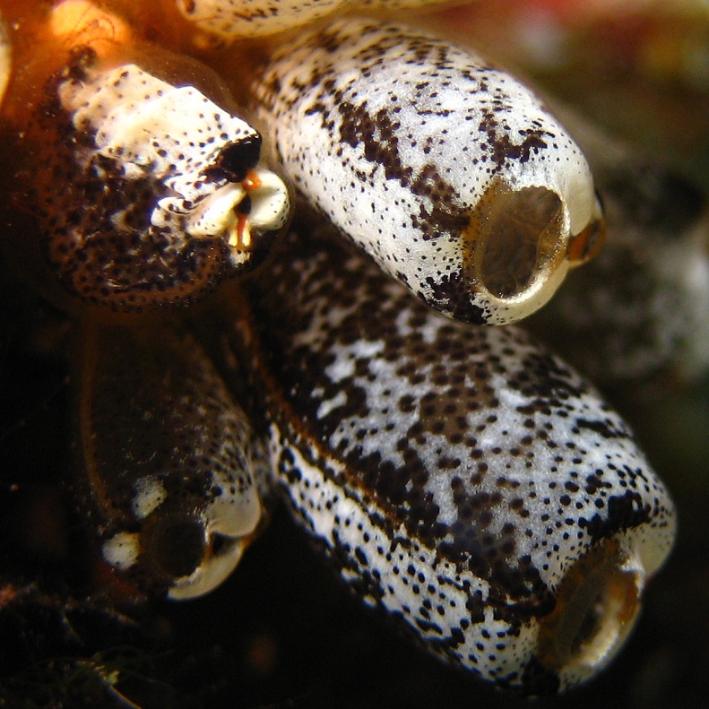 Колониальные асцидии. Колониальные асцидии.