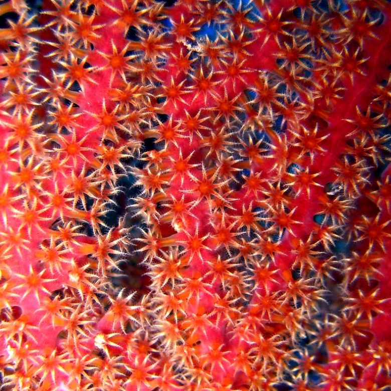 Горгонария. Горгонария.