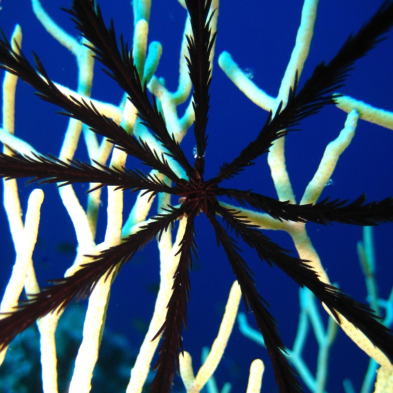 Десятилучевая морская лилия на горгонариевом коралле. Десятилучевая морская лилия на горгонариевом коралле.