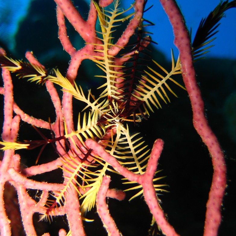 Десятилучевая морская лилия на горгонариевом коралле. Десятилучевая морская лилия на горгонариевом коралле.