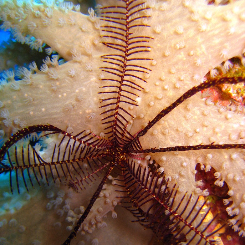 Десятилучевая лилия. Десятилучевая лилия.