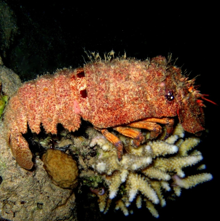 Лангуст медведка. Лангуст медведка.