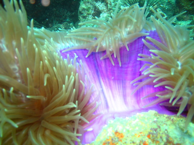 Подводные фото Подводные фото