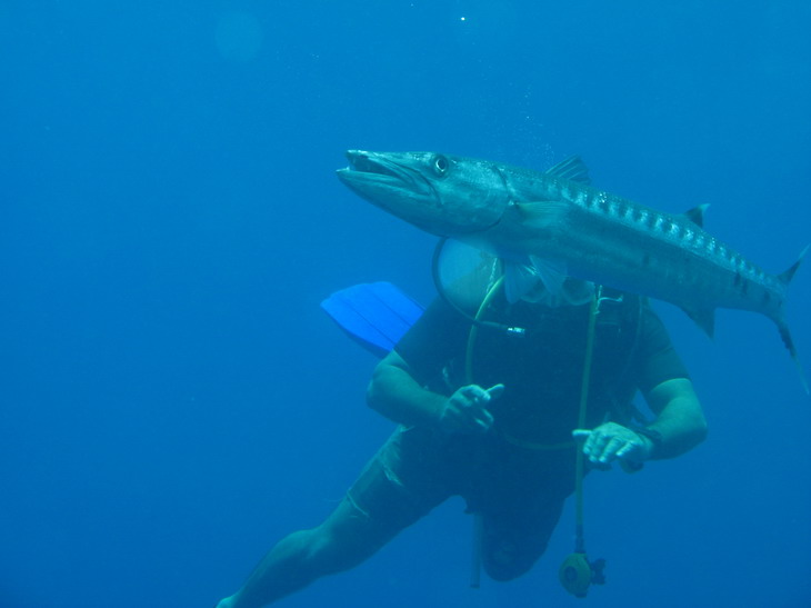 болшой барракутт болшой барракутт
