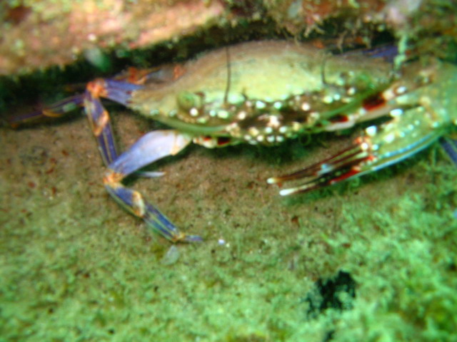 Местный краб! Местный краб!