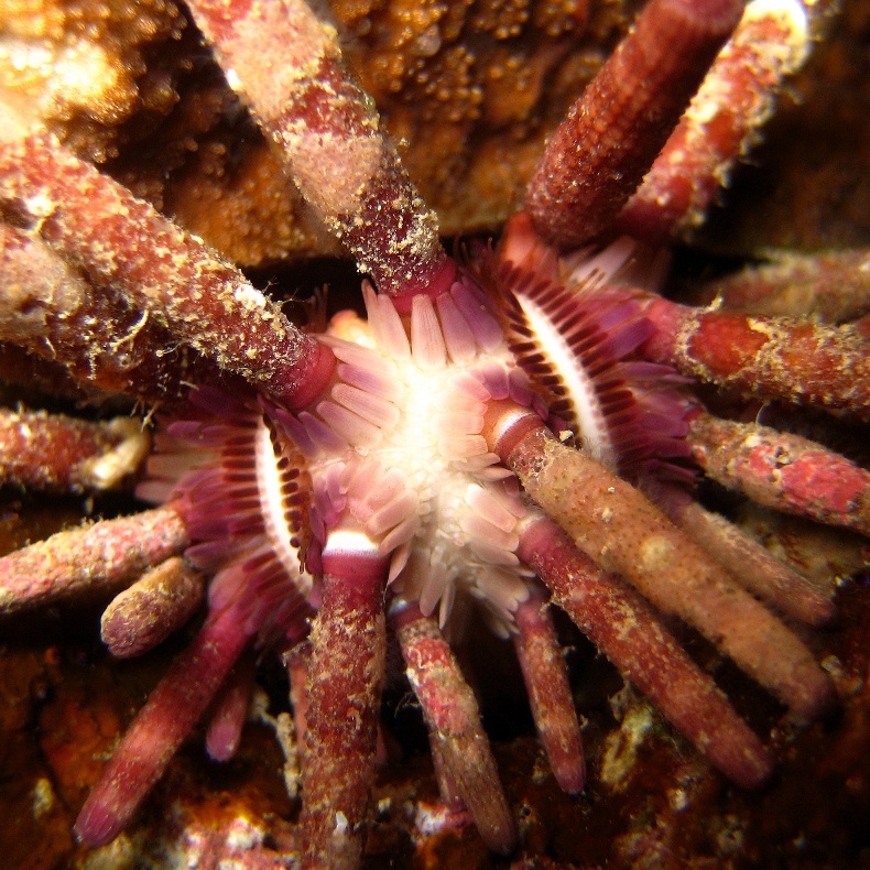 Морской ёж. Морской ёж.