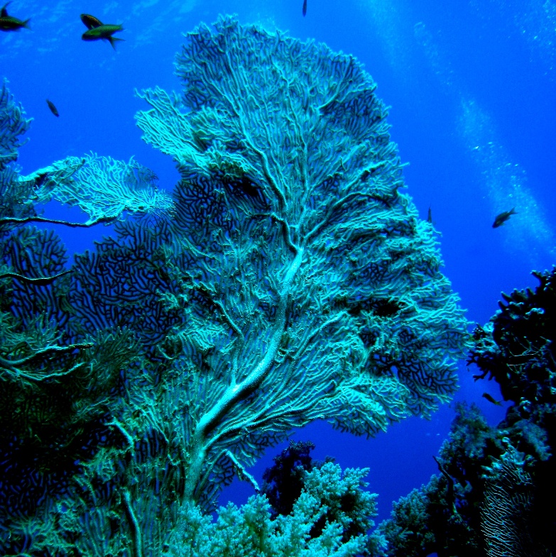 Горгонария. Горгонария.