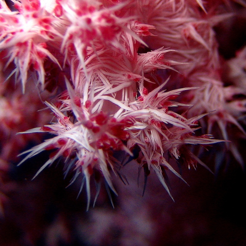 Альционария, древовидный мягкий коралл. Альционария, древовидный мягкий коралл.