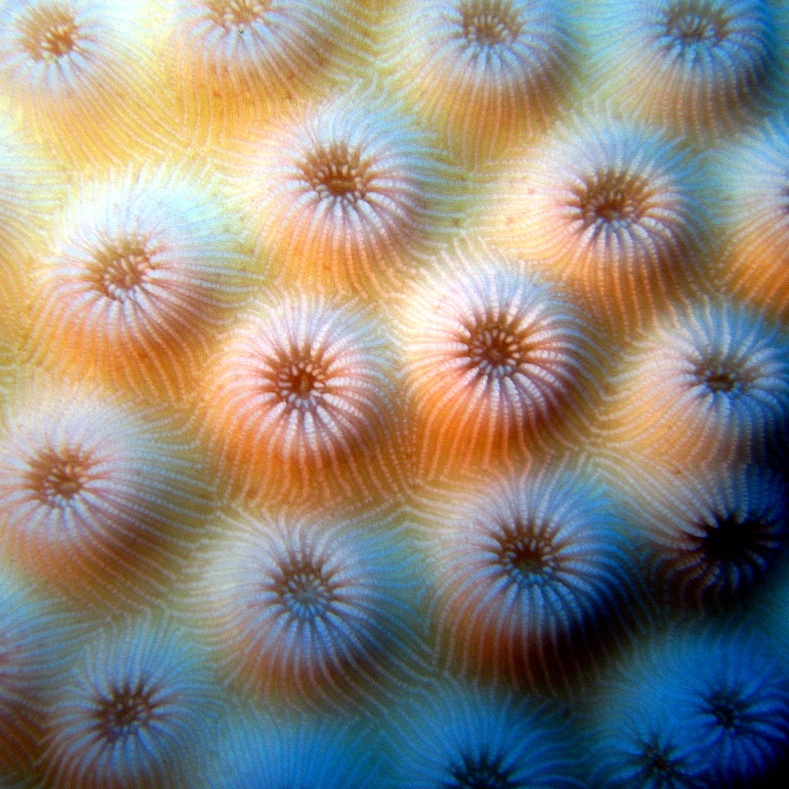 Звёздчатый коралл. Звёздчатый коралл.