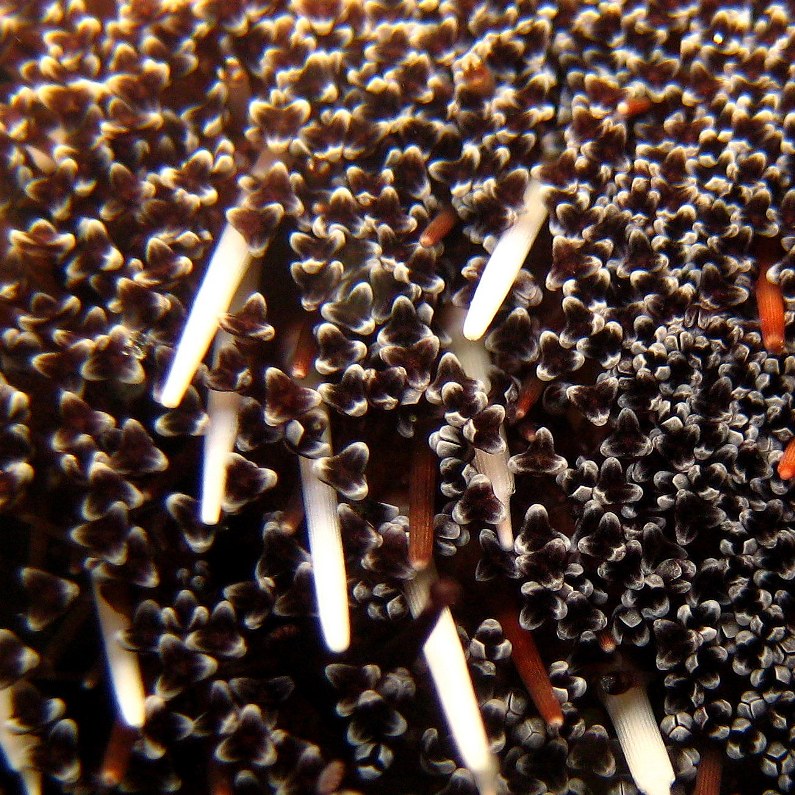 Морской ёж, педициллярии. Морской ёж, педициллярии.