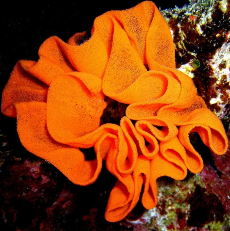 Икра Испанского танцора. Икра Испанского танцора.