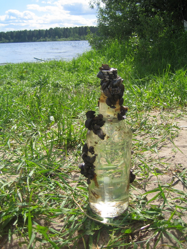 Череменецкое озеро Череменецкое озеро