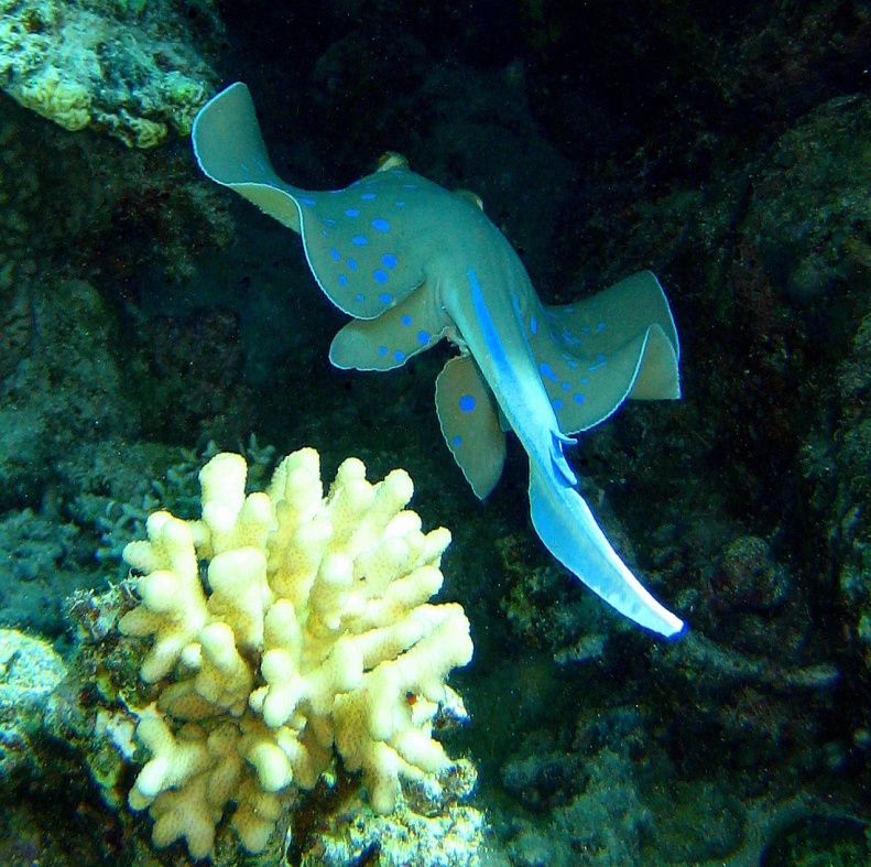 Сине-пятнистый скат-хвостокол Сине-пятнистый скат-хвостокол