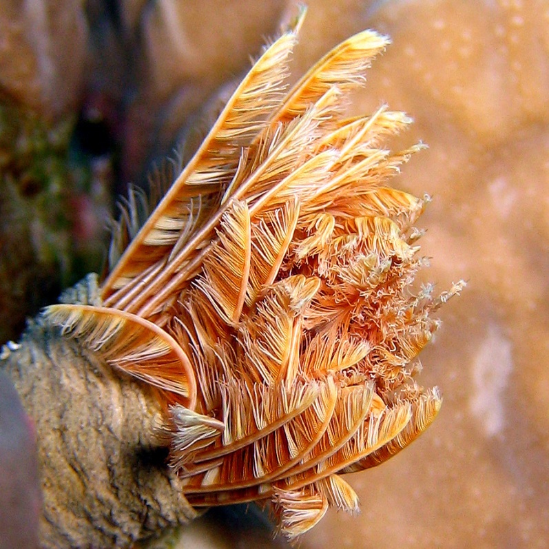 Индийский трубчатый червь спрятался. Индийский трубчатый червь спрятался.