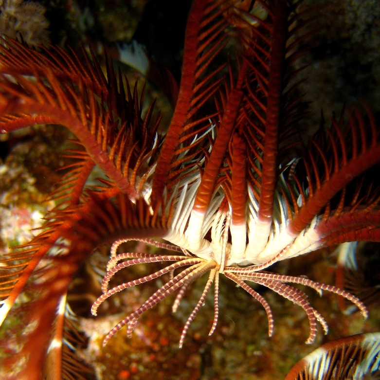 Идущая морская лилия. Идущая морская лилия.