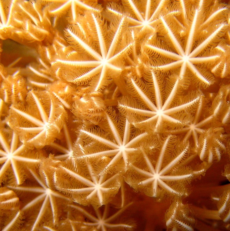 Мягкий коралл Ксения. Мягкий коралл Ксения.