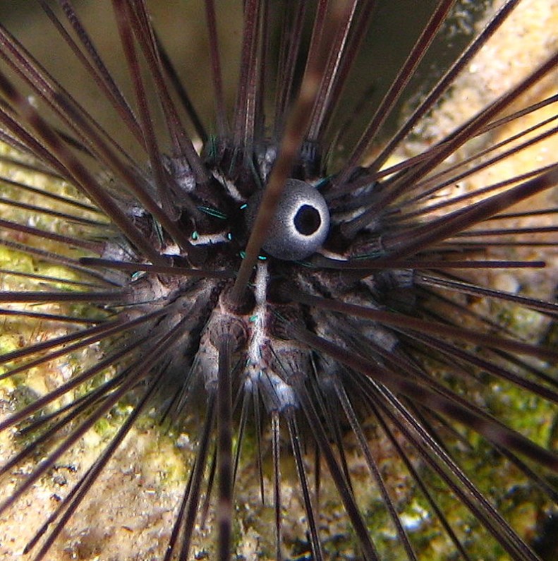 Диадемовый морской ёж.