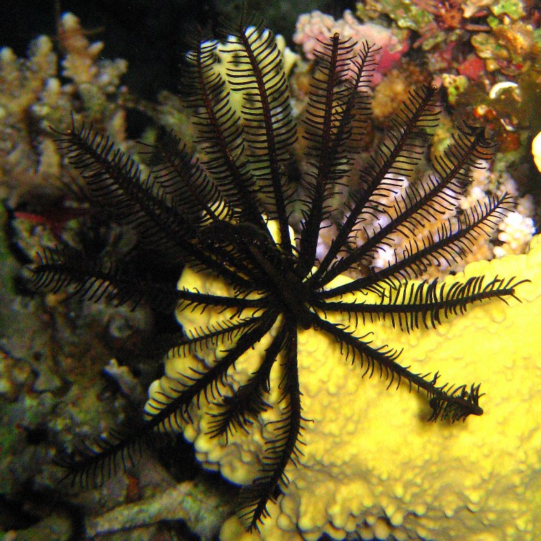 Морская лилия. Морская лилия.