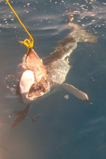 Акулка Акулка