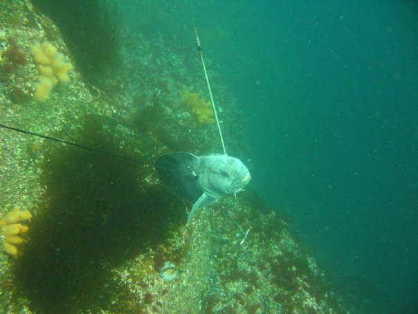 зеленый рыб зеленый рыб