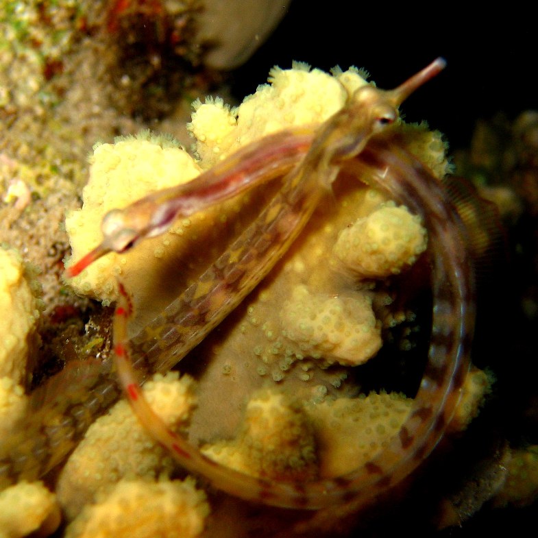 Морские иглы. Морские иглы.