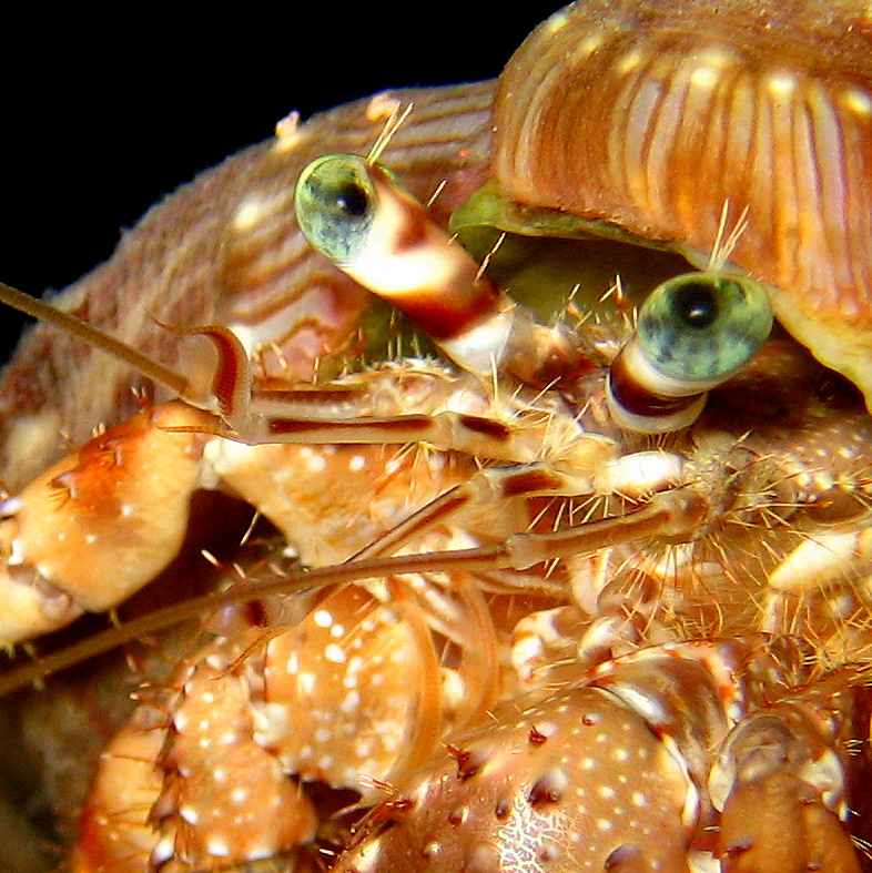 Анемоновый рак-отшельник. Анемоновый рак-отшельник.