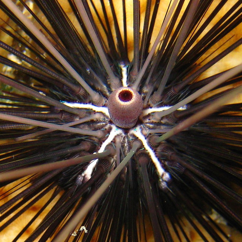 Диадемовый морской ёж.
