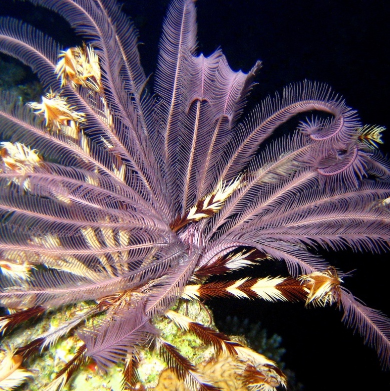 Морские лилии.