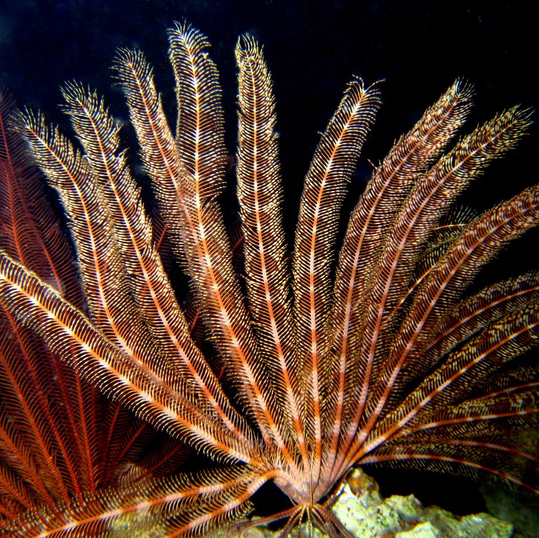 Морские лилии.