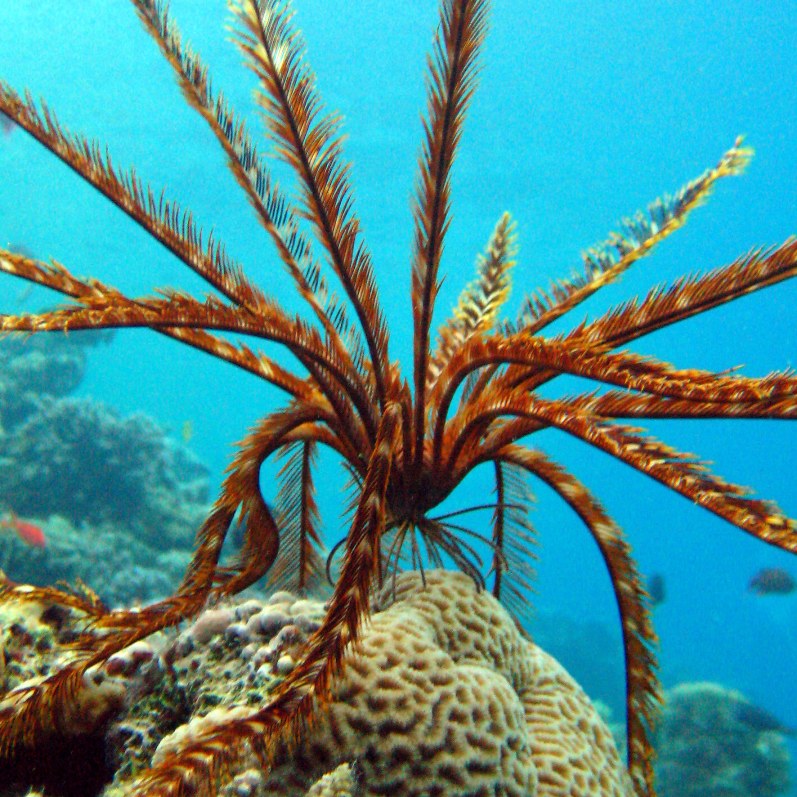 Морская лилия в движении.