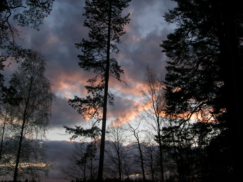 Сосны на закате Сосны на закате