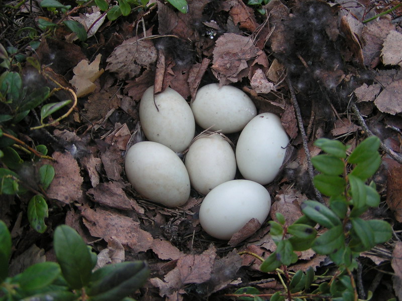 Гнездо дикой утки Гнездо дикой утки