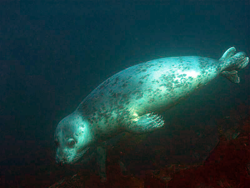 скапа флоу скапа флоу