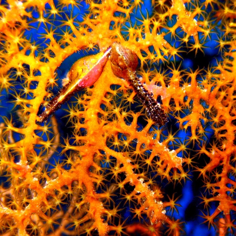 Устрицы Птерии на Горгонарии.