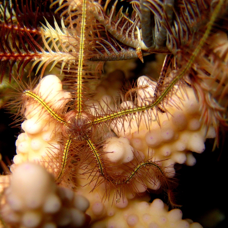 Офиура и лилия.