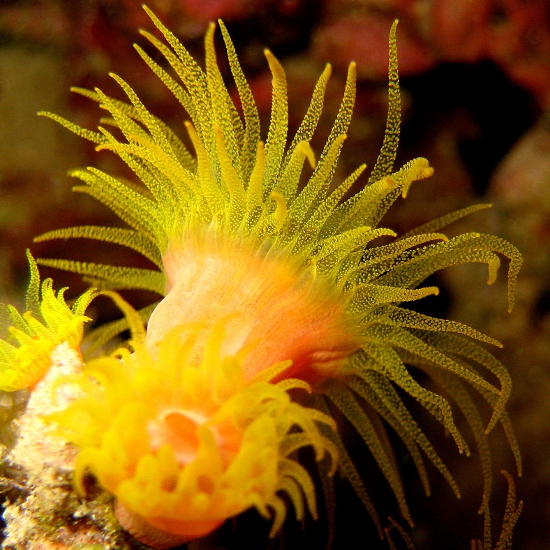 Ночь. Солнечный коралл.