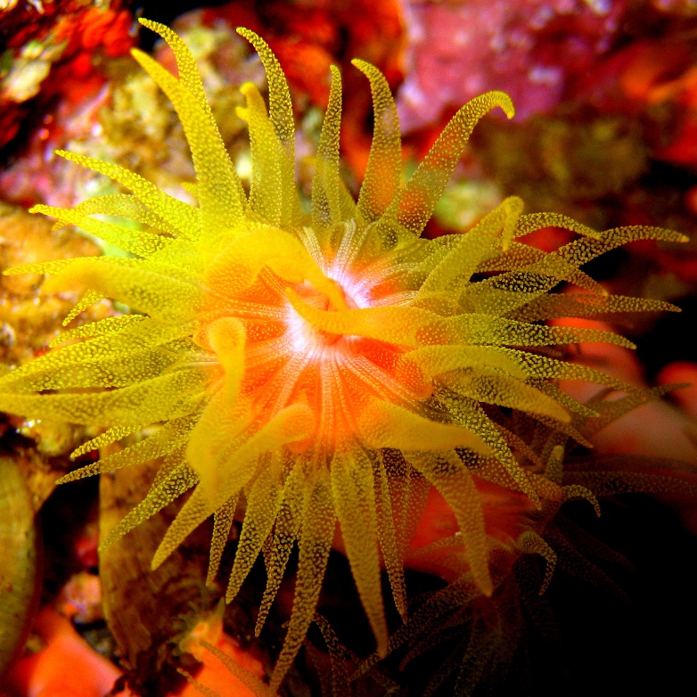 Ночь. Солнечный коралл. Ночь. Солнечный коралл.
