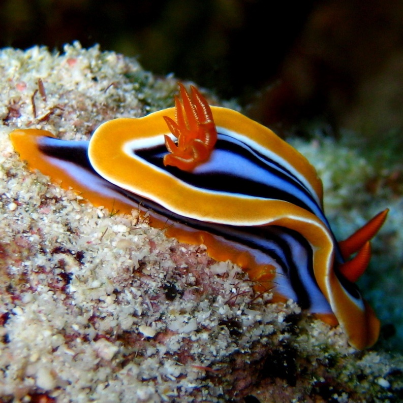 Голожаберный моллюск.