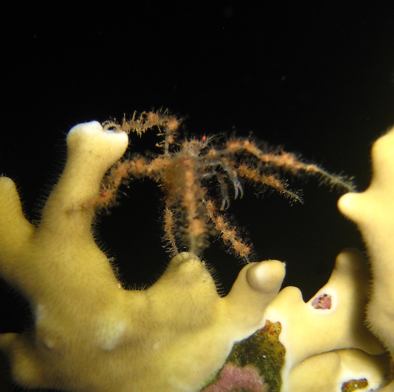 Шипастый краб-паук.