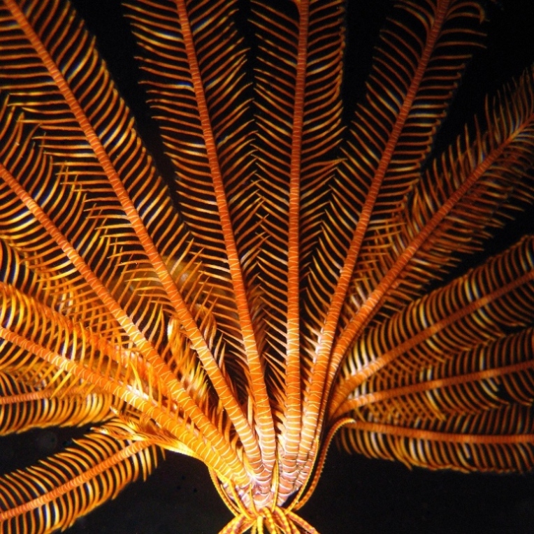 Морская лилия.