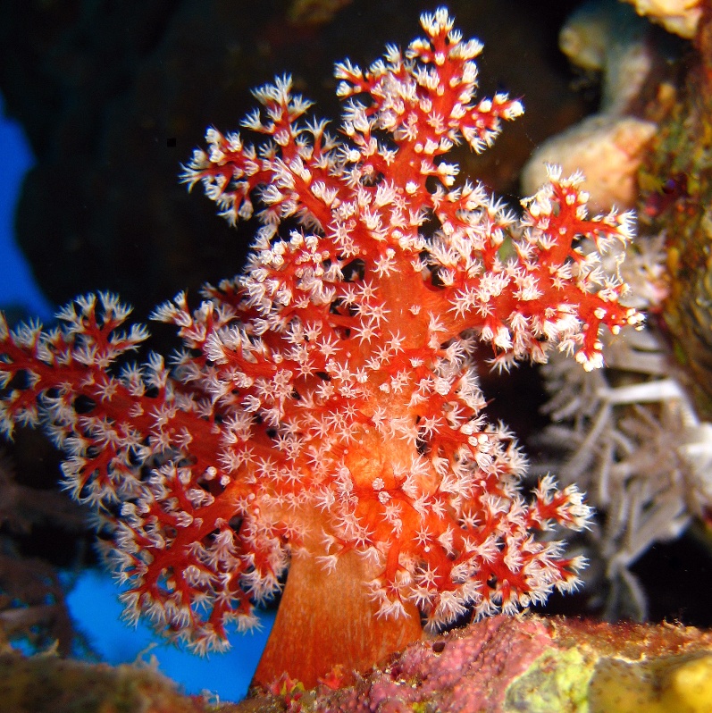 Альционария. Альционария.