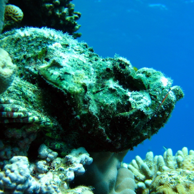 Скорпенопсис.