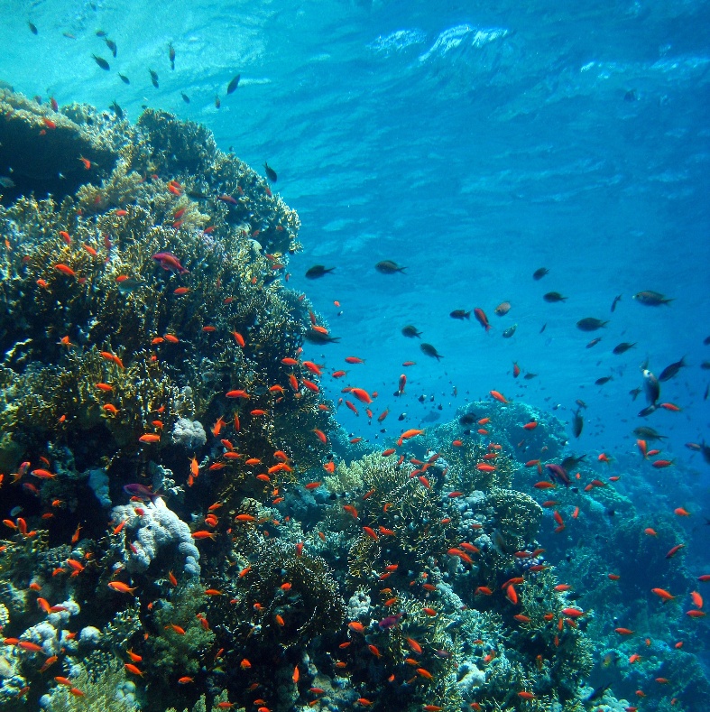 Джексон-риф.