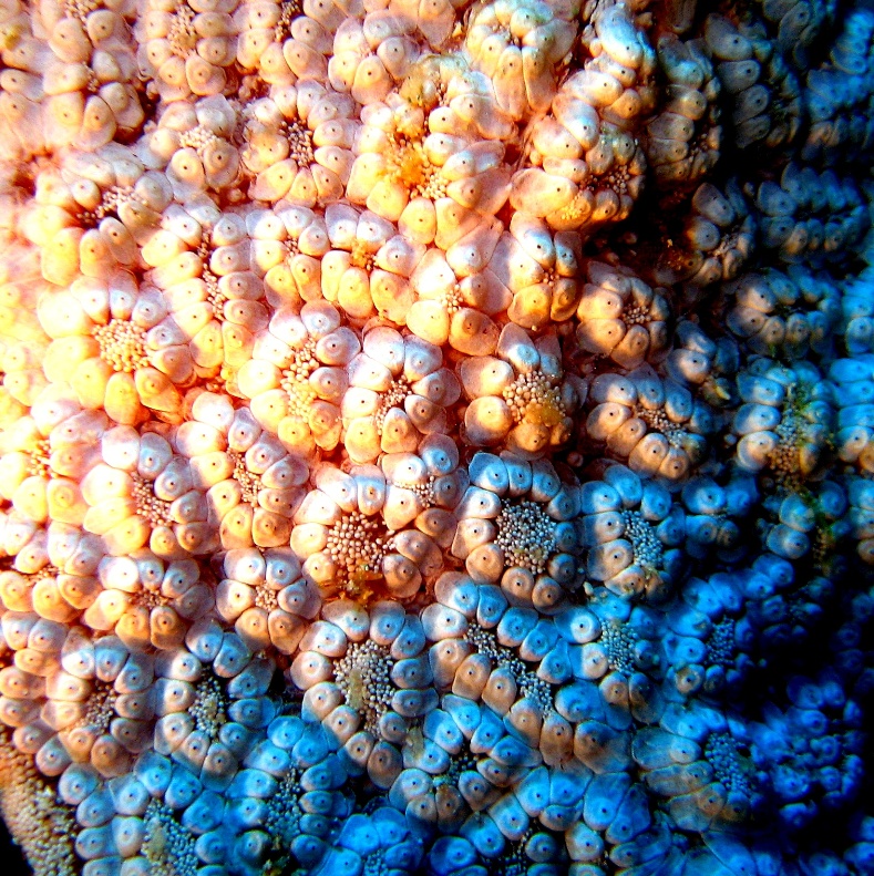 Колониальные асцидии.