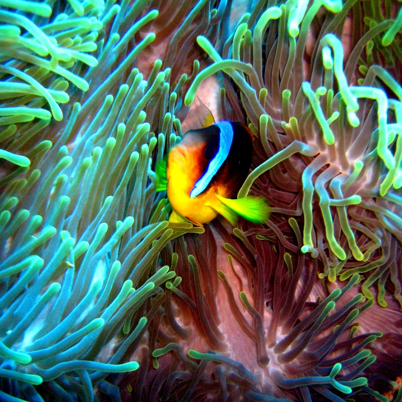 Амфиприон у актинии.