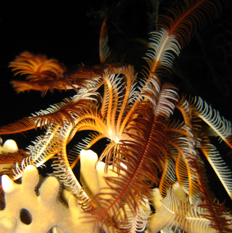 Морская лилия.