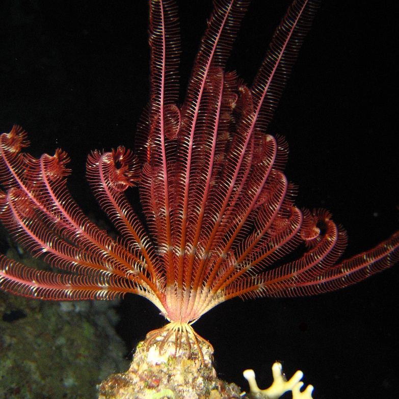 Морская лилия.