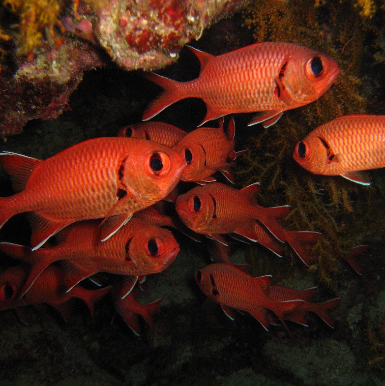 Рыбы-солдаты.