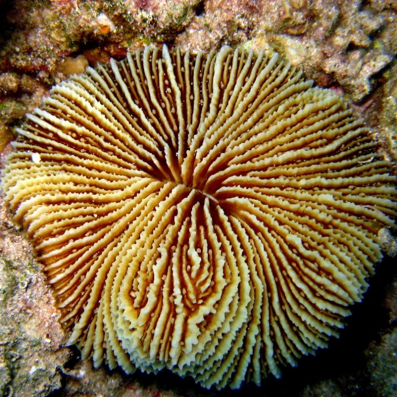 Грибовидный коралл.