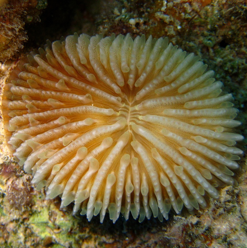 Грибовидный коралл.